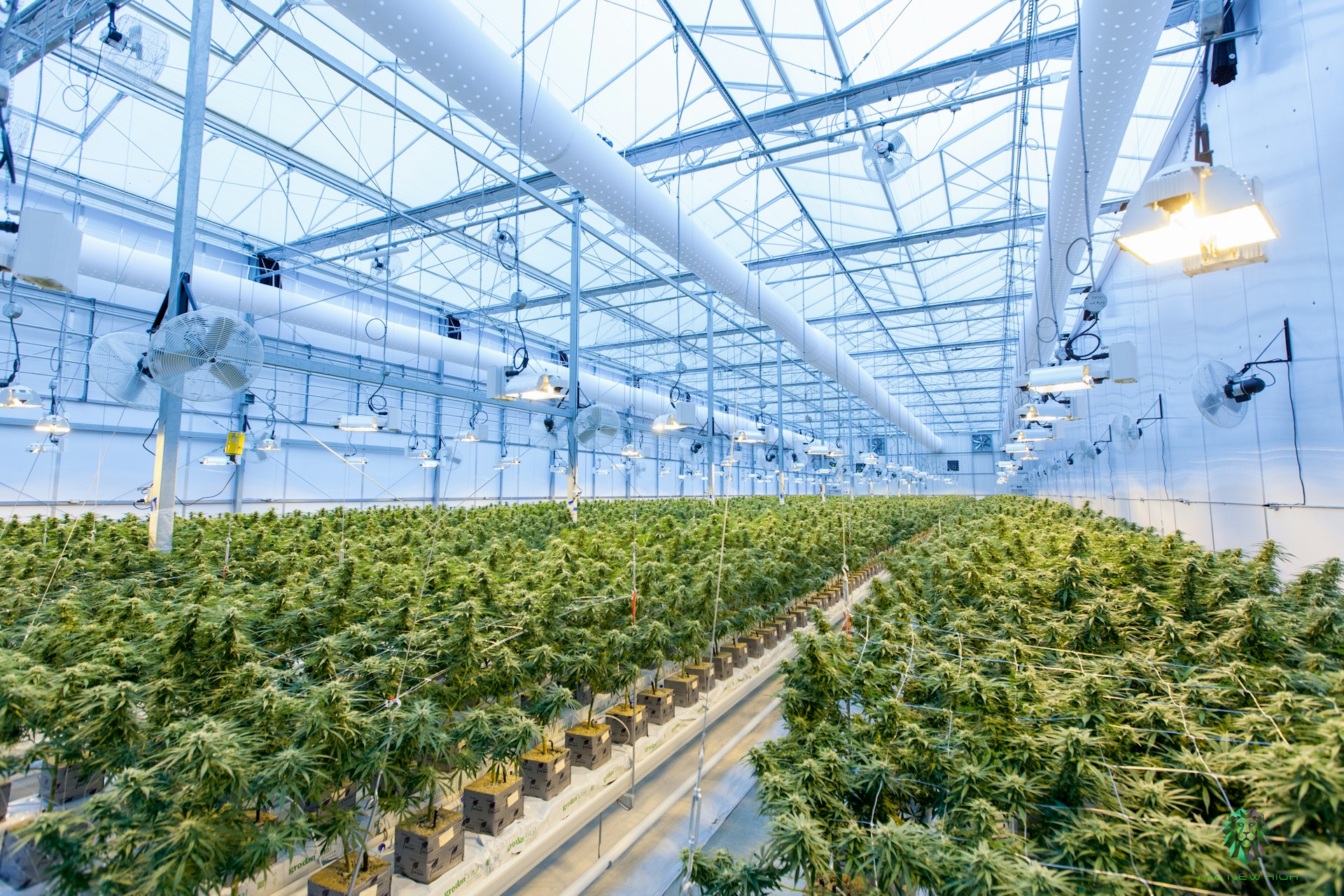 Inside CannHill's cultivation facility